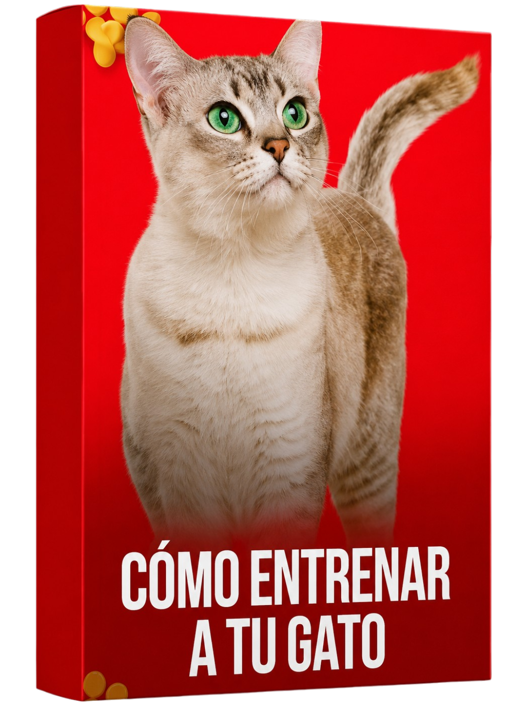 Cómo entrenar a tu gato